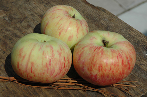 Orlinka apple variety