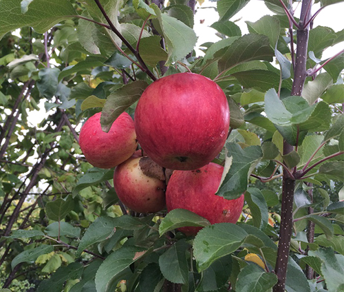 Orlinka apple variety