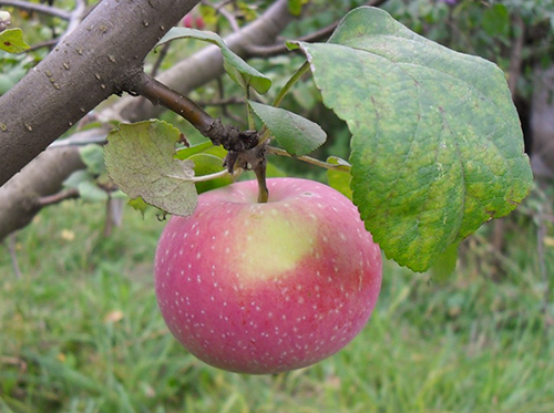 Apple variety Autumn joy