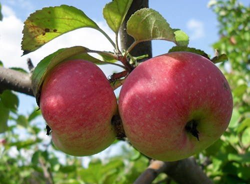 Apple variety Autumn joy