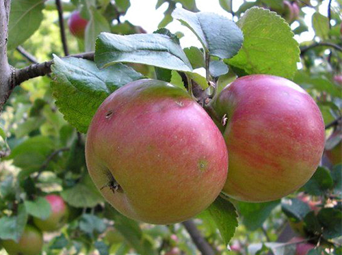 Apple variety Land