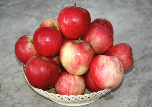 Apple variety Stroyevskoe