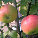 Apple variety Vasyugan