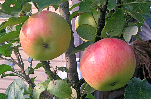 Apple variety Vasyugan