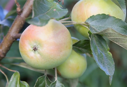 Apple variety Vasyugan