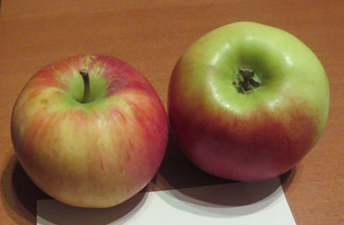 Apple variety Auxis