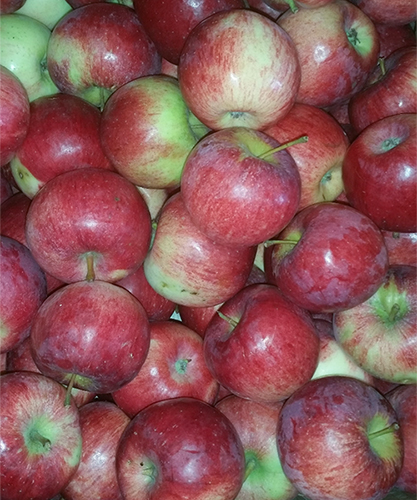 Apple variety Auxis