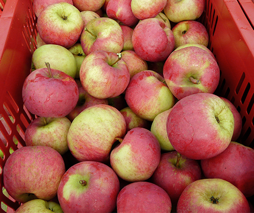 Apple variety Auxis