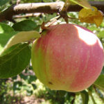 Apple variety Lingonberry