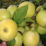 Apple variety Chudnoe