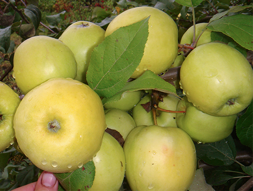 Apple variety Chudnoe