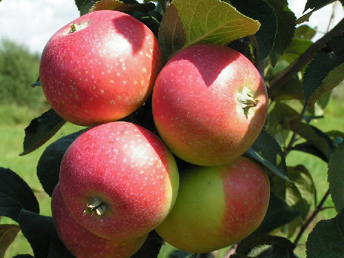 Apple variety Elena