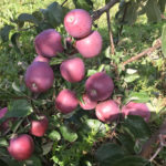 Apple variety Imant