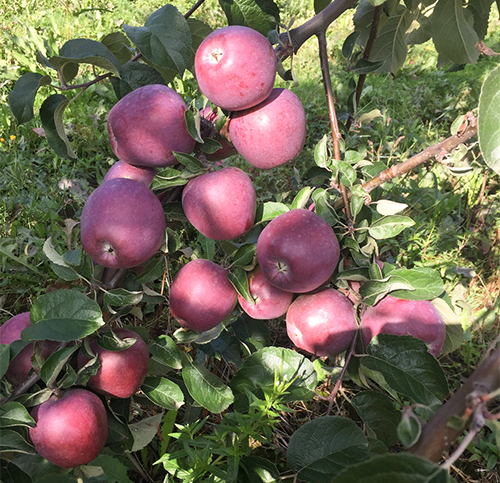 Apple variety Imant