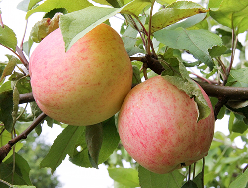 Όνειρο ποικιλία Apple