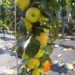 Apple variety Medoc (columnar apple)