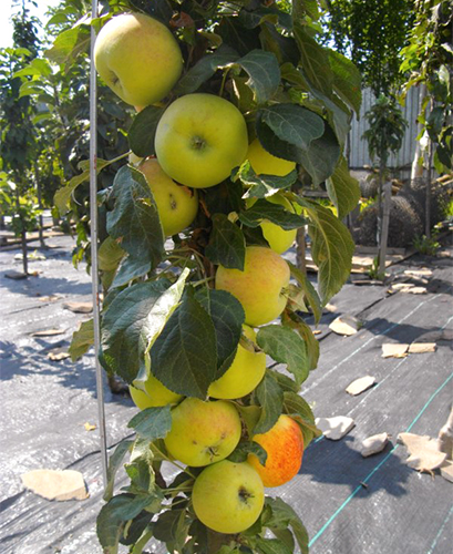 Apple variety Medoc