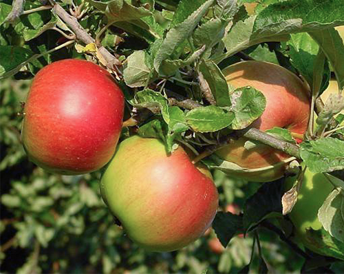 Apple variety Sweet bliss