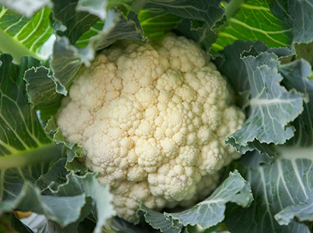 Storing cauliflower