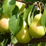 Pear variety Chizhovskaya