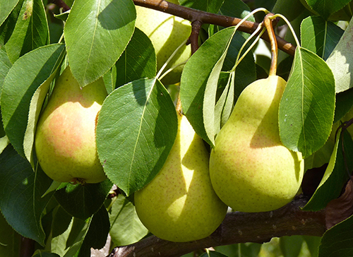 Pear variety Chizhovskaya