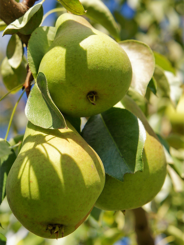 Pear variety Chizhovskaya