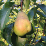 Pear variety Cathedral