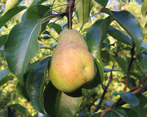 Pear variety Cathedral