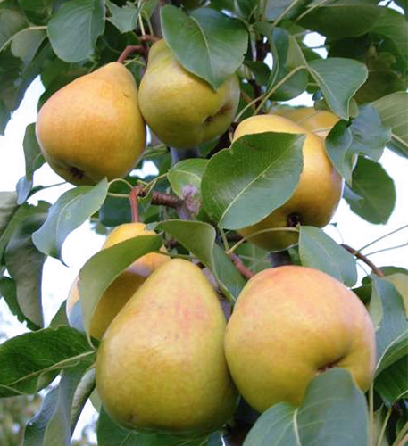 Pear variety Cathedral