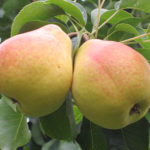 Pear variety Lada