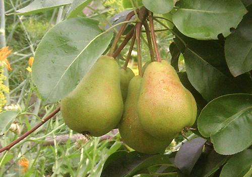 Pear variety Lada