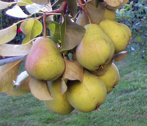 Pear variety Lada