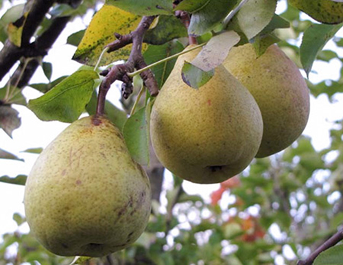 Pear variety Moskvichka