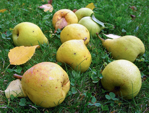 Pear variety Moskvichka