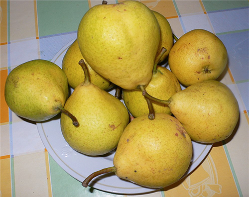 Pear variety Moskvichka