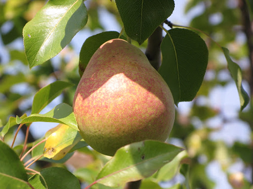 Pear variety Marble