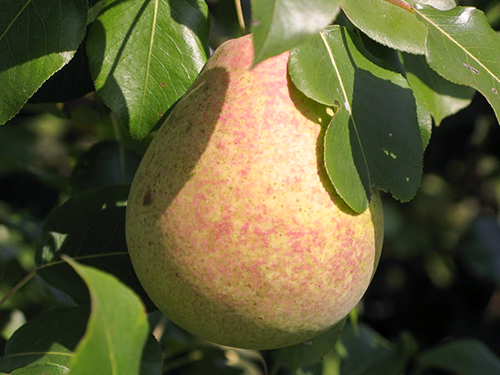 Pear variety Marble