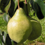 Pelbagai jenis pear Just Maria