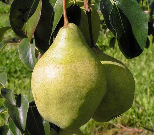 Pelbagai jenis pear Just Maria