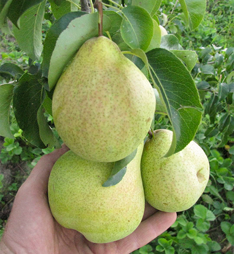 Pelbagai jenis pear Just Maria