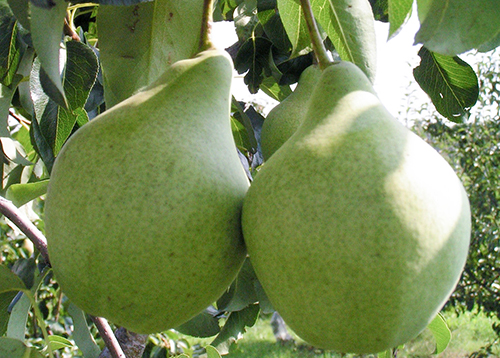 Pelbagai jenis pear Just Maria