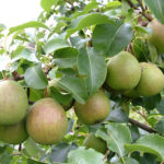 Pear variety Severyanka