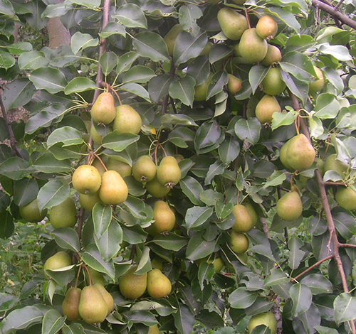 Pear variety Severyanka