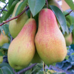 Pear variety Talgar beauty