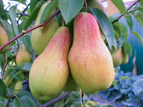 Pear variety Talgar beauty