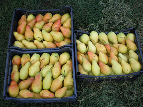 Pear variety Talgar beauty