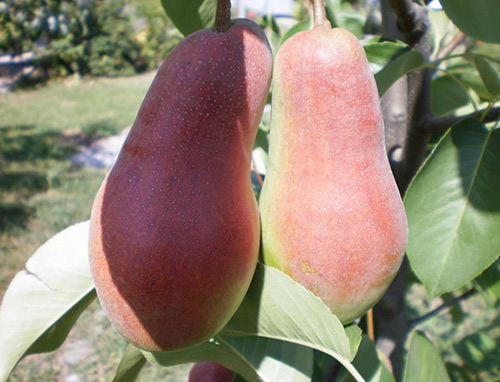 Pear variety Talgar beauty