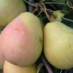 Veles pear variety