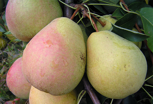 Veles pear variety