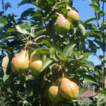 Pear variety Williams (Summer Duchess)